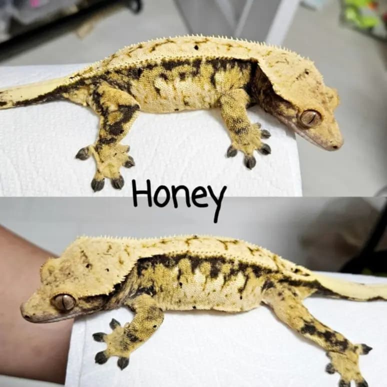 모 개체