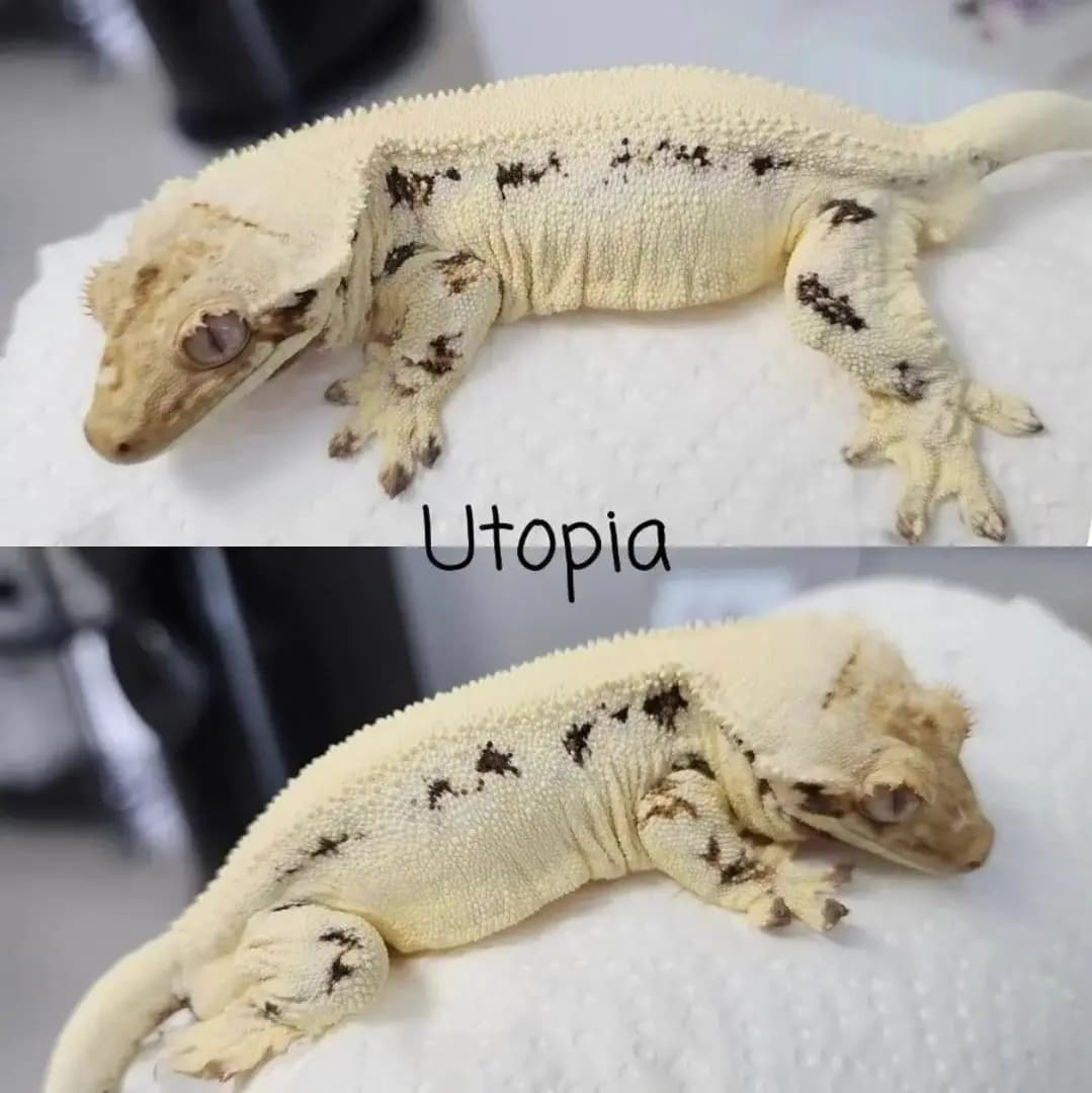 부 개체
