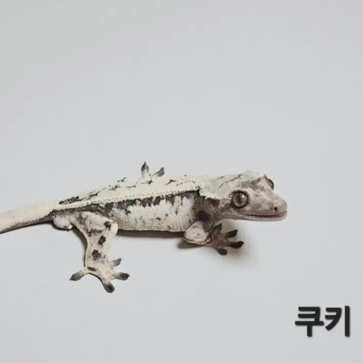 부 개체