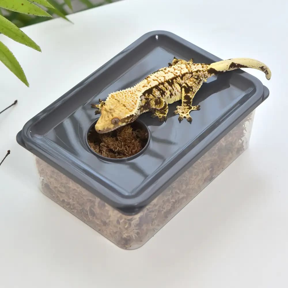 레파즈 게코 습식 케이지