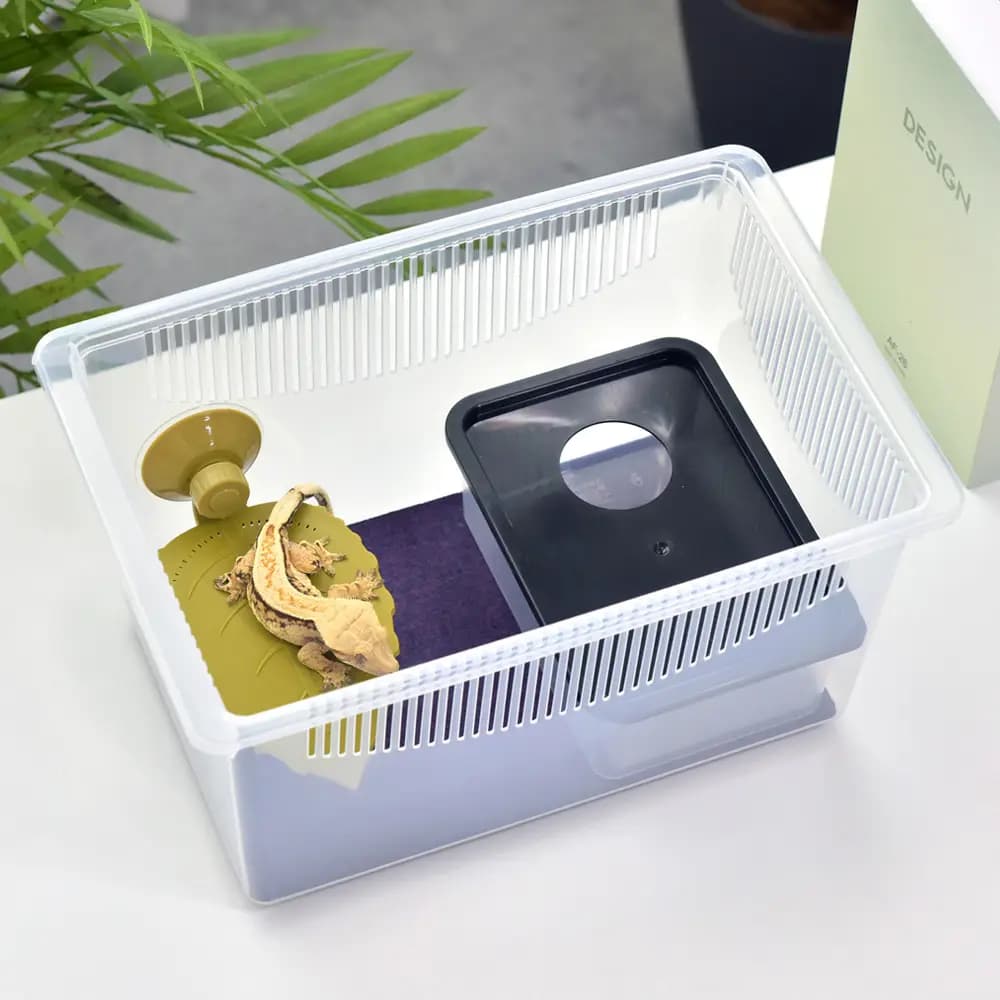 레파즈 게코케이지 대 투명