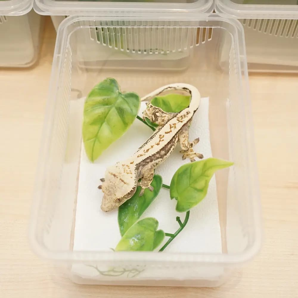 레파즈 게코케이지 소 투명