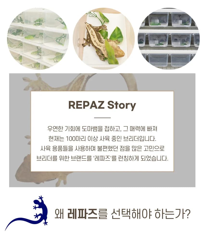 레파즈 게코케이지 소 투명