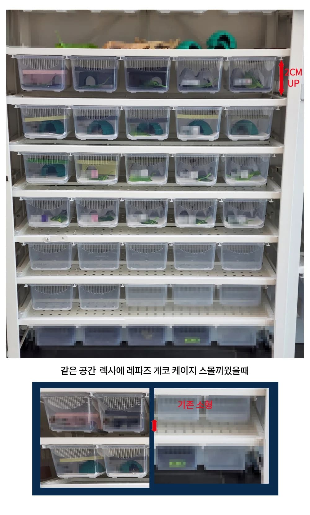 레파즈 게코케이지 소 투명