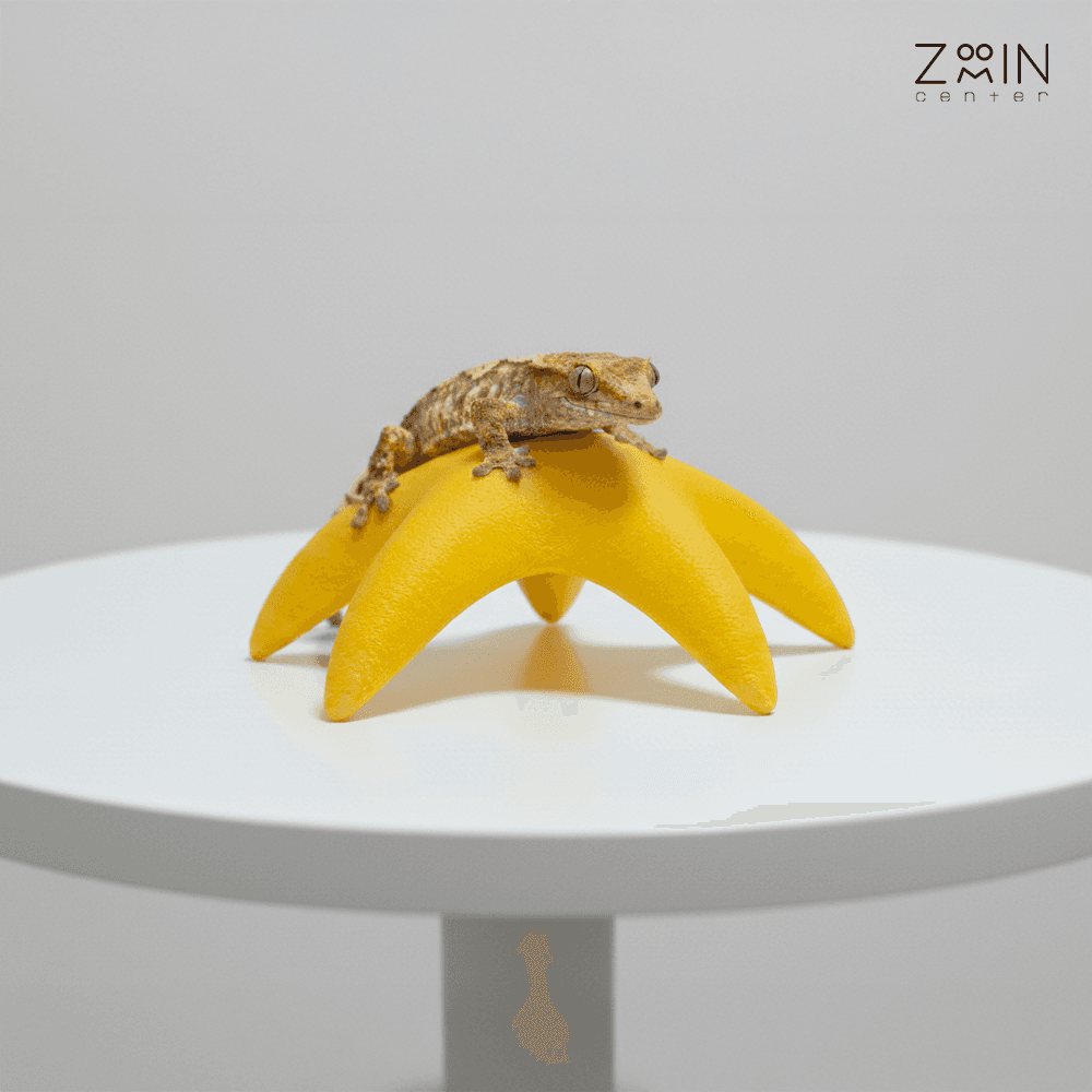 해변의놀이터 - 불가사리