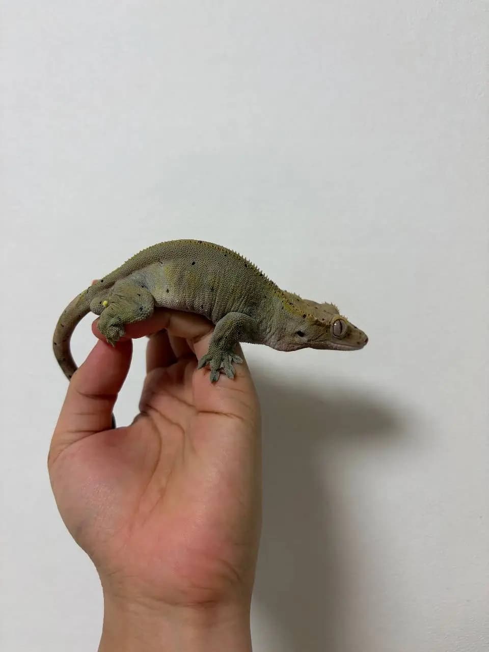 부 개체