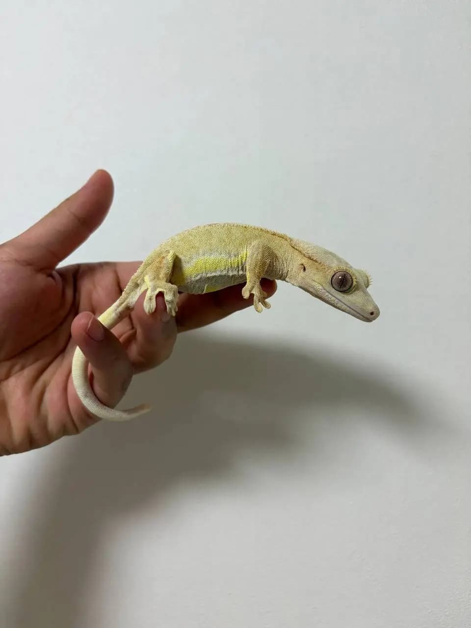 모 개체