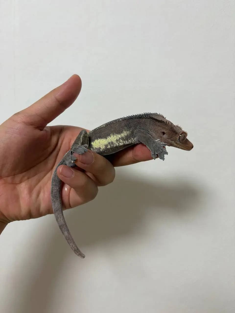 부 개체