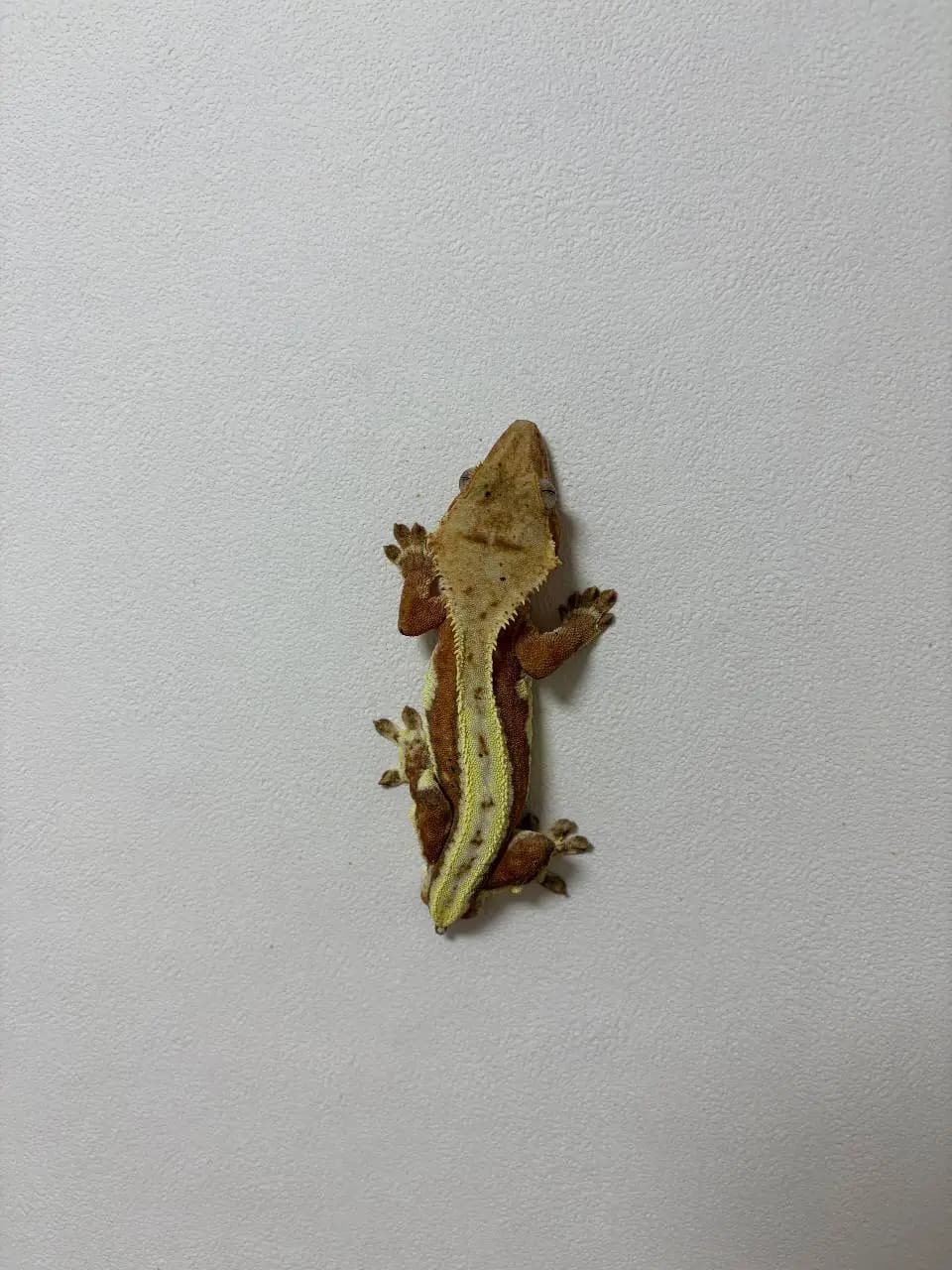 부 개체
