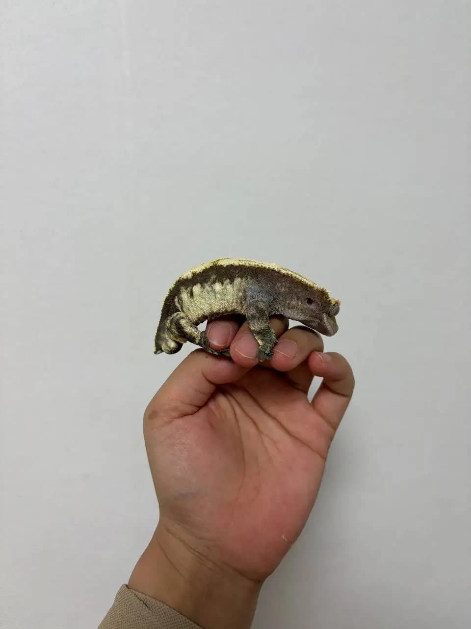 부 개체