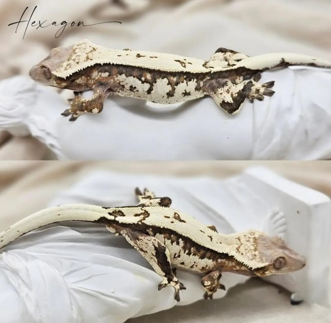 부 개체